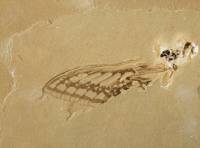 Insecte fossile (aile de Papillon, Albien-Aptien, Brésil)
